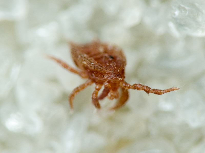 Arachnida